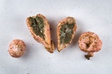 Phallogaster saccatus image