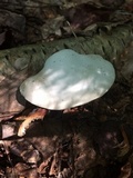 Tyromyces chioneus image