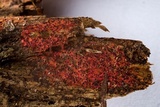 Patinellaria sanguinea image
