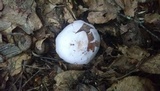 Clitocybe robusta image