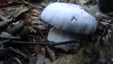 Clitocybe robusta image