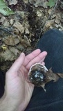 Clitocybe robusta image