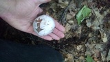 Clitocybe robusta image