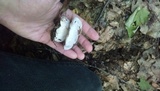 Clitocybe robusta image
