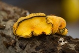 Thuemenella cubispora image