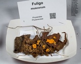 Fuligo muscorum image