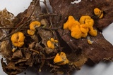 Fuligo muscorum image