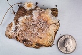 Porotheleum fimbriatum image