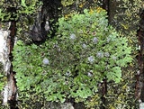 Physconia perisidiosa image