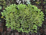 Physconia perisidiosa image