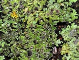 Physconia perisidiosa image