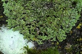 Physconia perisidiosa image