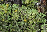 Physconia perisidiosa image