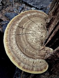 Oligoporus amarus image