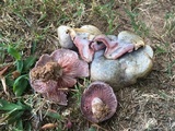 Lactarius paradoxus image