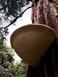 Oligoporus amarus image