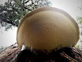 Oligoporus amarus image