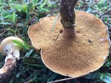 Suillus cothurnatus image