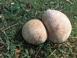Calvatia cyathiformis image