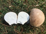 Calvatia cyathiformis image