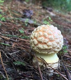 Amanita persicina image