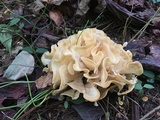 Sparassis spathulata image