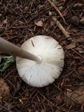 Amanita sinicoflava image