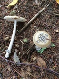 Amanita sinicoflava image