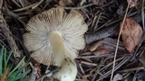 Inocybe rimosa image
