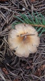 Inocybe rimosa image