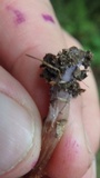 Laccaria maritima image