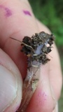 Laccaria maritima image