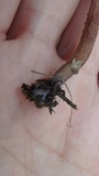 Laccaria maritima image