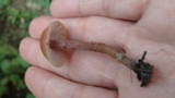 Laccaria maritima image