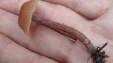 Laccaria maritima image