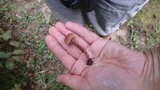 Laccaria maritima image