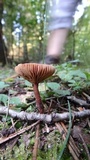 Lactarius oculatus image