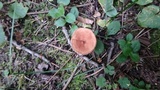 Lactarius oculatus image