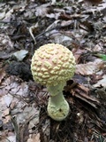 Amanita persicina image