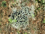 Bilimbia sabuletorum image