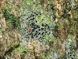 Bilimbia sabuletorum image