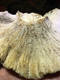 Hypomyces macrosporus image