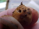 Barssia oregonensis image