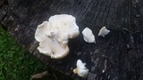 Pleurotus populinus image