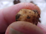 Barssia oregonensis image