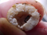 Barssia oregonensis image