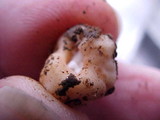 Barssia oregonensis image