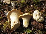 Cantharellus subalbidus image