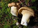 Cantharellus subalbidus image