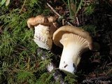 Cantharellus subalbidus image
